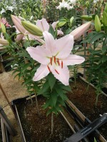 [4422 PO22 Bassino No01.JPG]